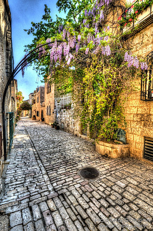 Blossoms over the Street,